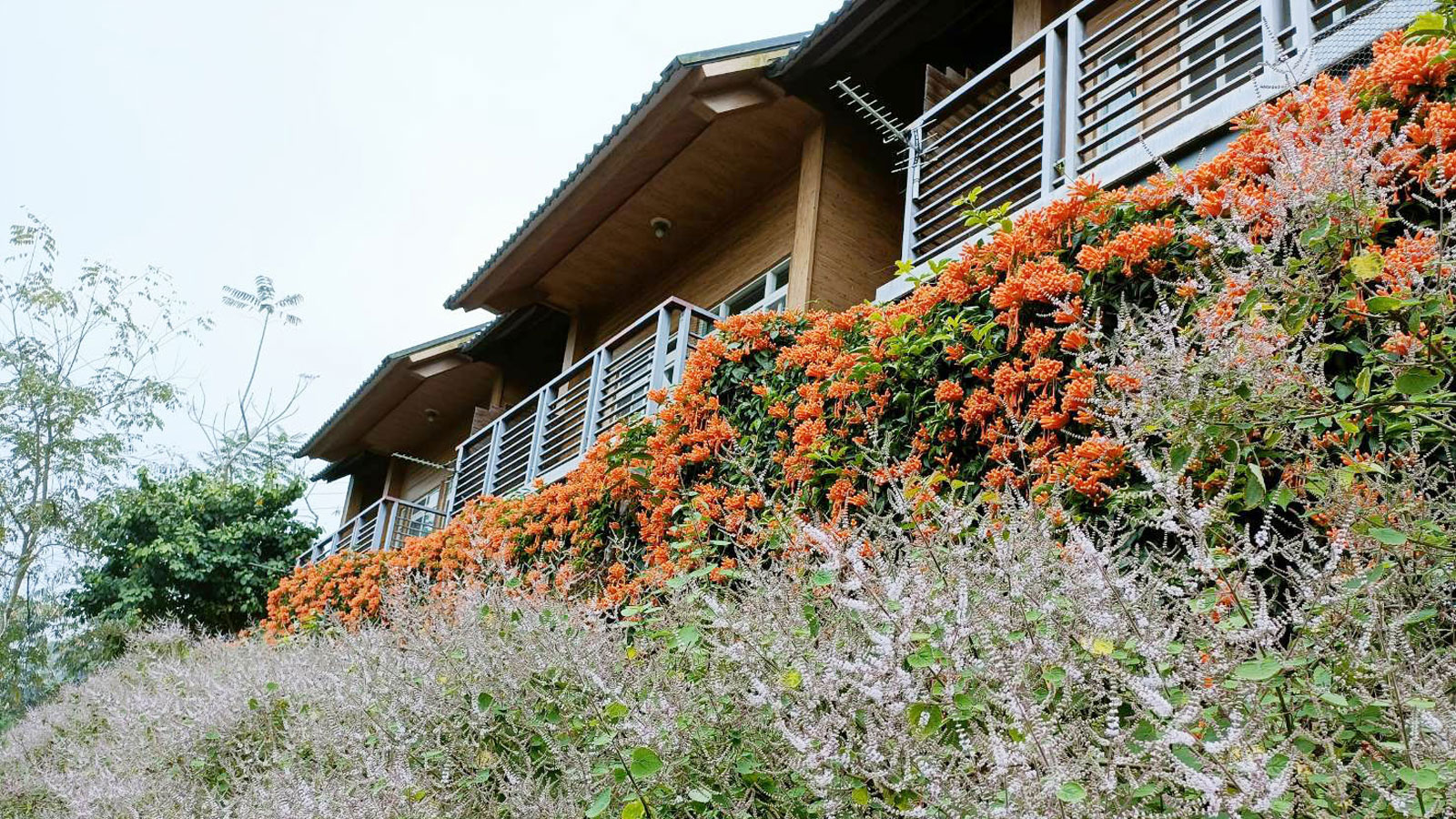 橄欖園森林度假民宿 圖片