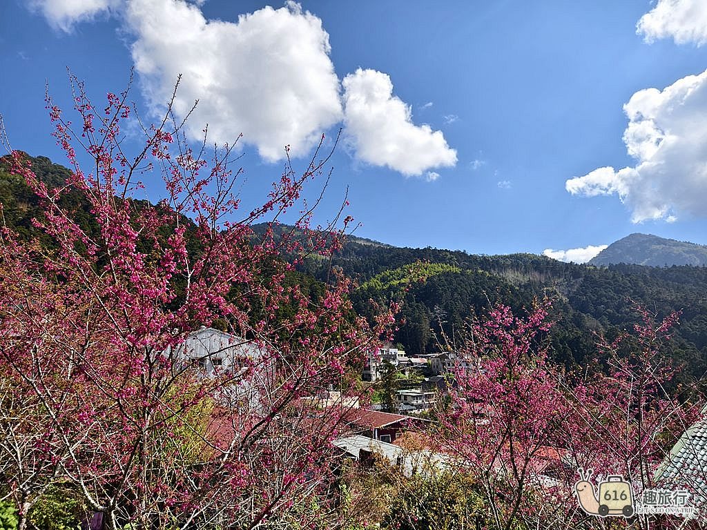 揚揚民宿-阿里山櫻花季美麗的奮起湖山景